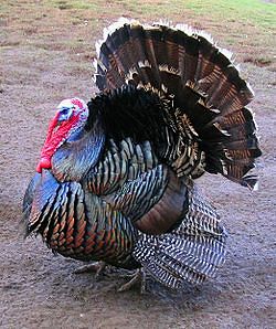 Male north american turkey supersaturated
